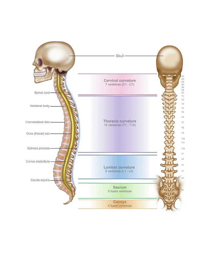 Spinal Anatomy Photograph by Samantha Elmhurst/science Photo Library ...