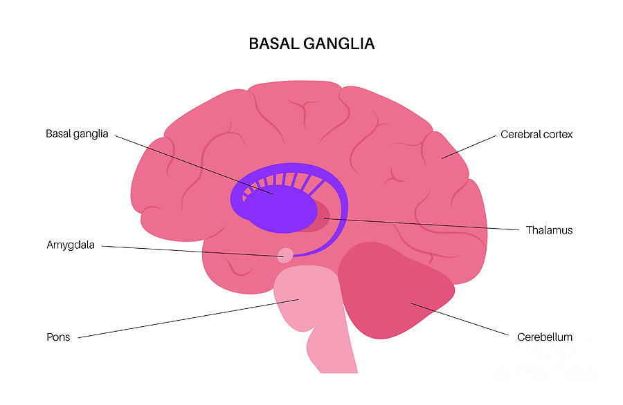 Basal Ganglia Anatomy #5 Photograph by Pikovit / Science Photo Library ...