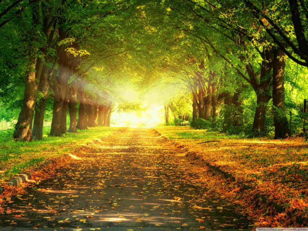 Download Autumn Path wallpaper