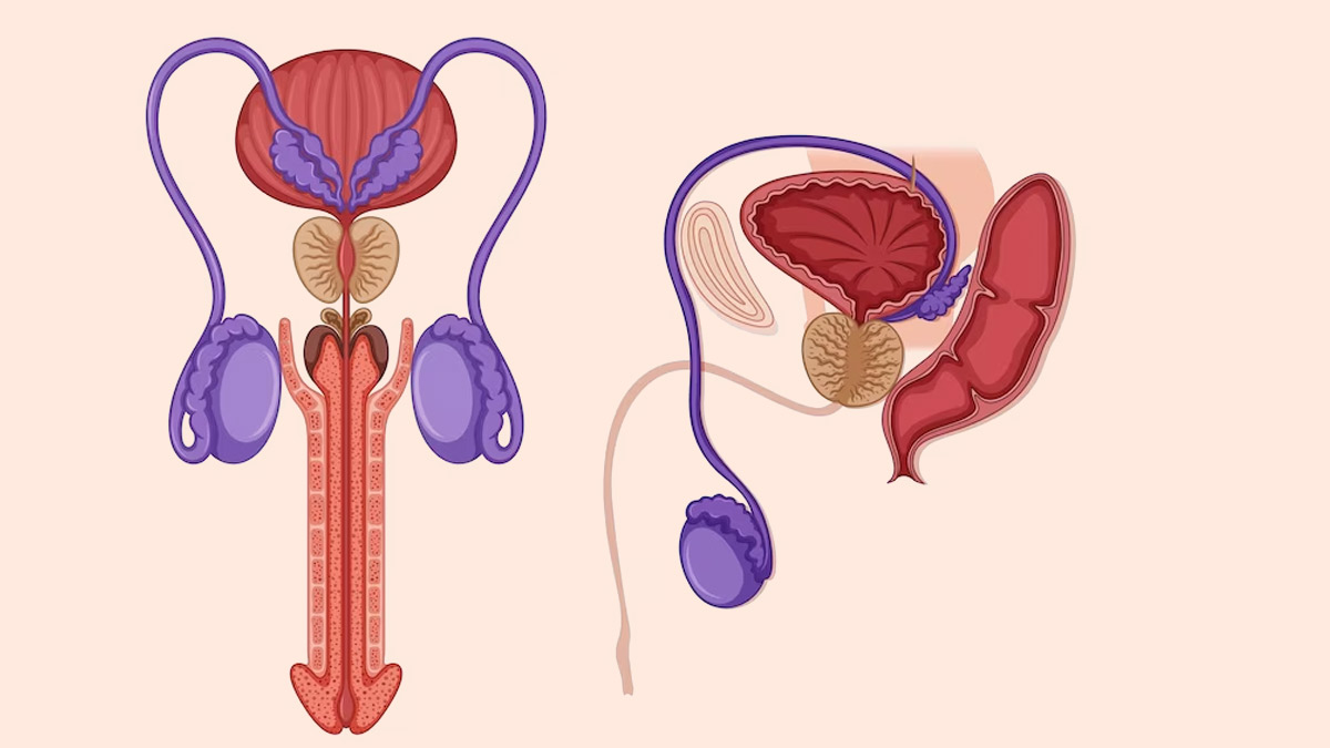 Prostate Cancer: Expert Explains Its Risk Factors, Symptoms And Prevention 