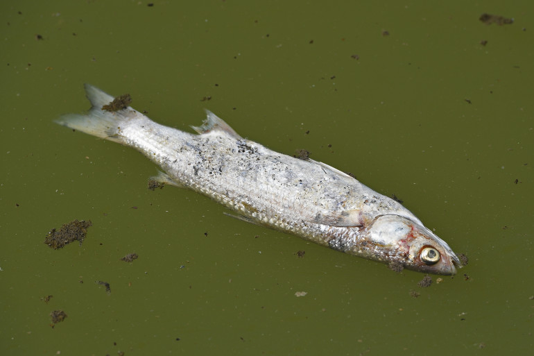 Un poisson mort (illustration)