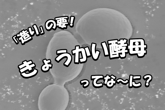 日本酒造りを支える「きょうかい酵母」とは - 日本醸造協会が頒布。主な酵母の特徴や番号の意味も解説！