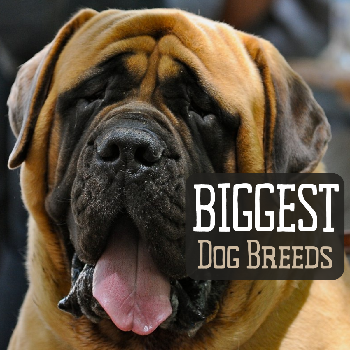 Really Big Dog Breeds