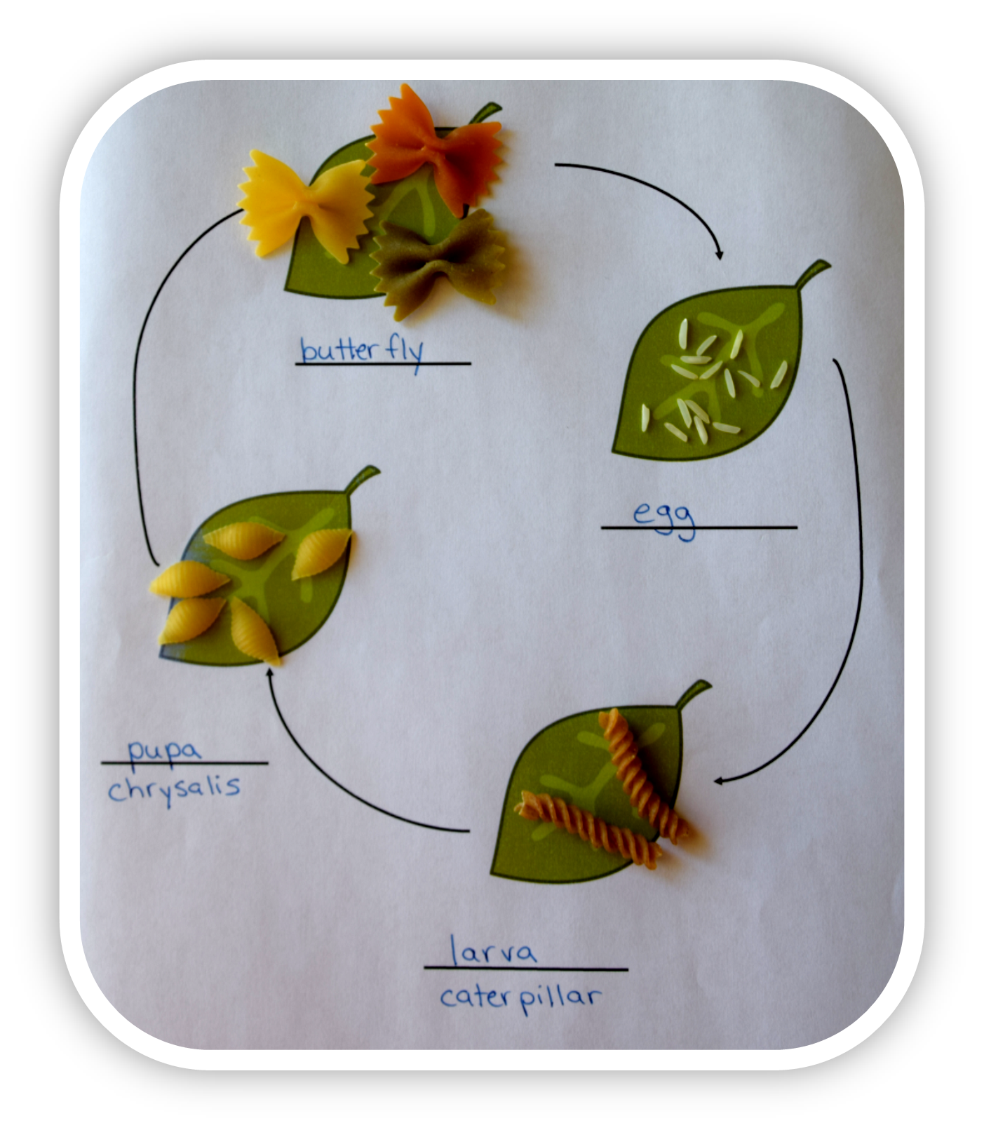 Arriba 102+ Foto The Life Cycle Of A Butterfly Lleno 09/2023