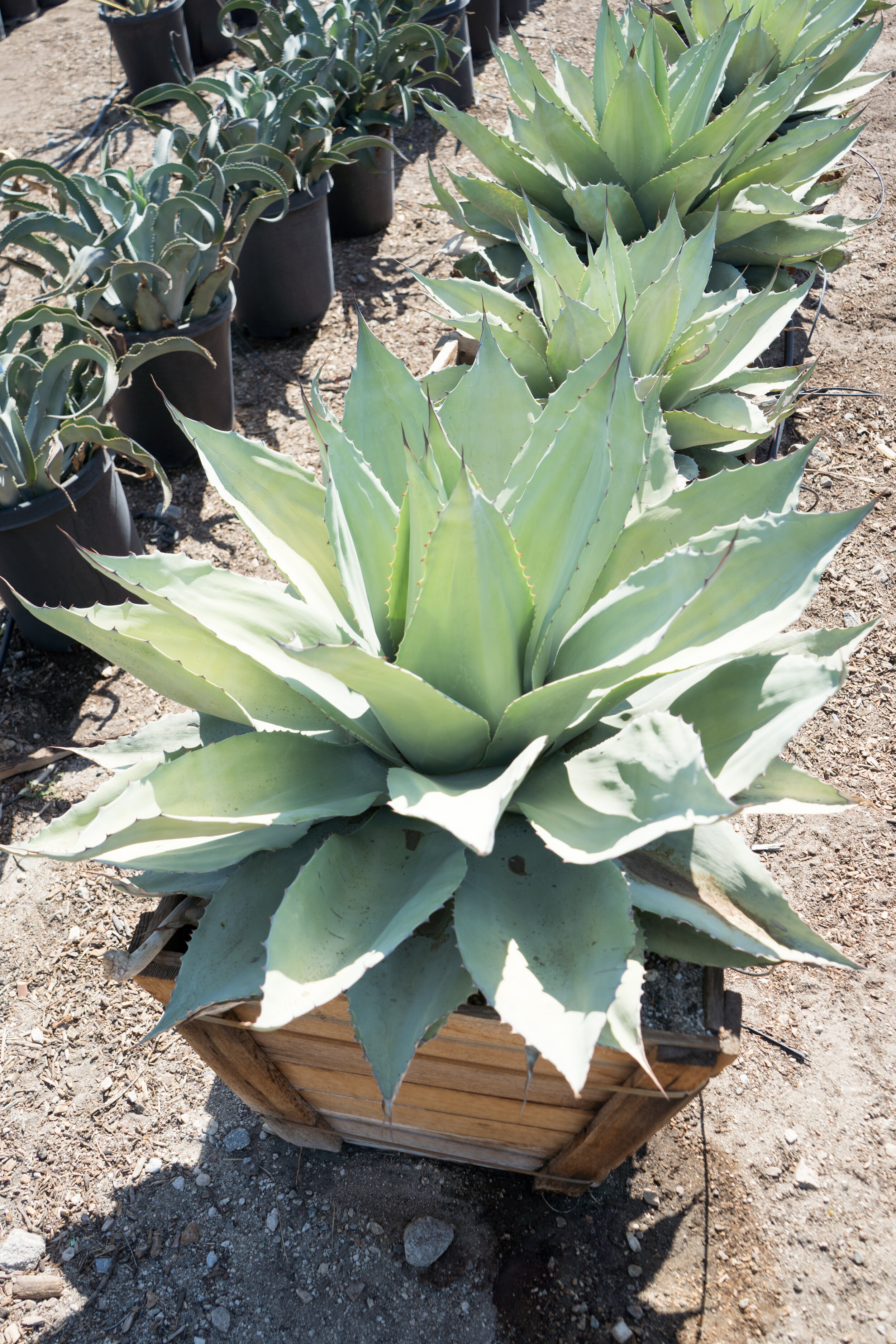 Whale's Tongue Agave