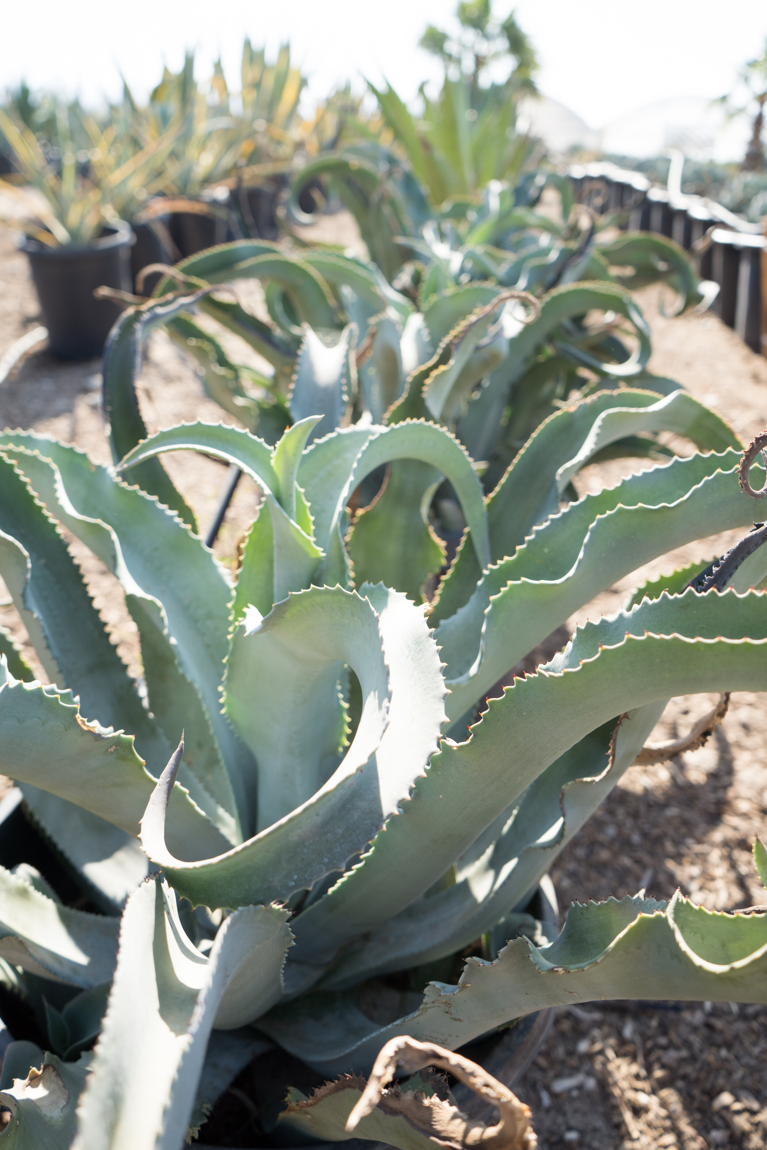 Gypsy Agave