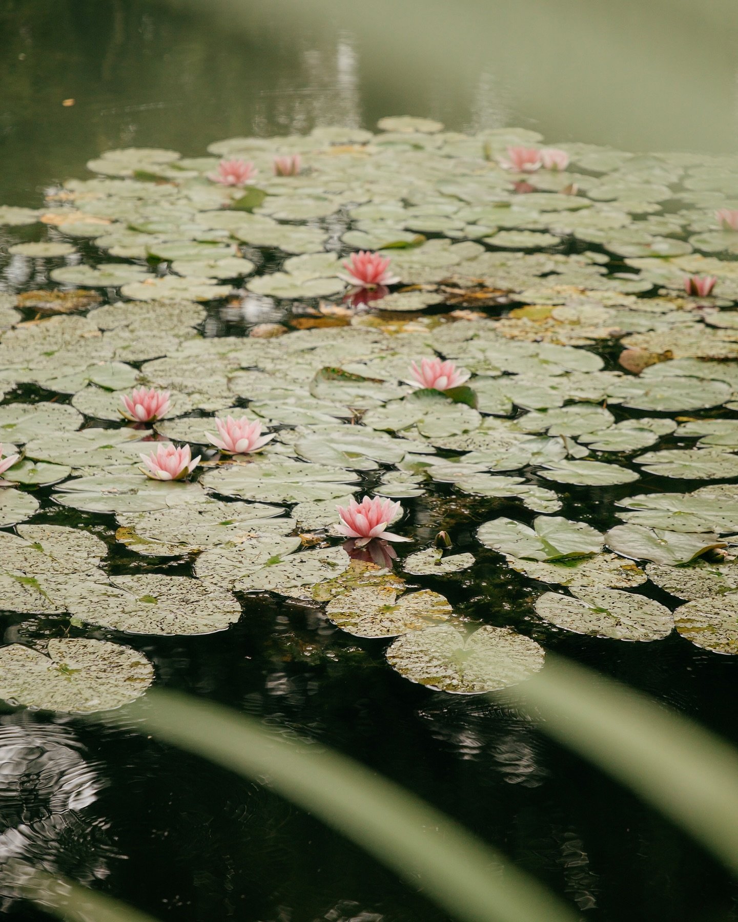 Finally got to see the water lilies during a visit to Monet&rsquo;s Home and Gardens in July.

#monet #waterlilies #impressionism #giverny