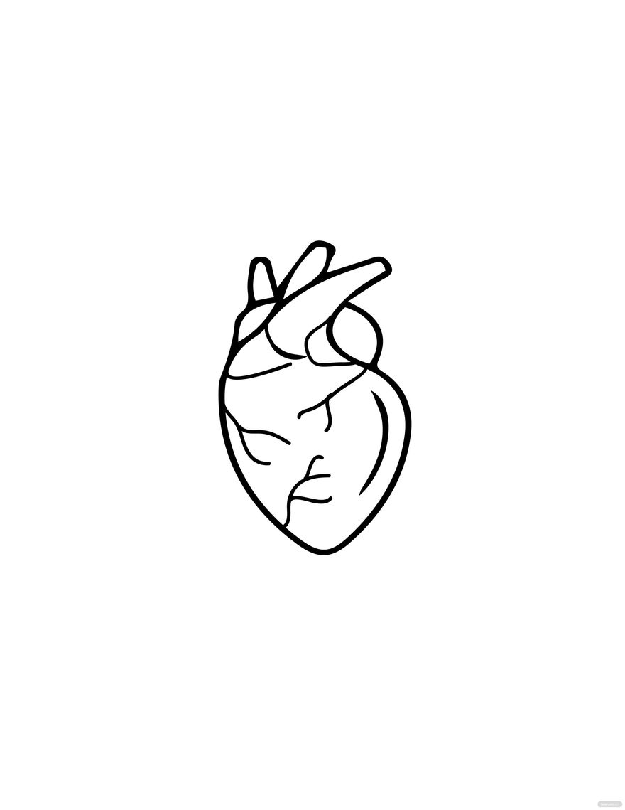 Heart Sketch Anatomy