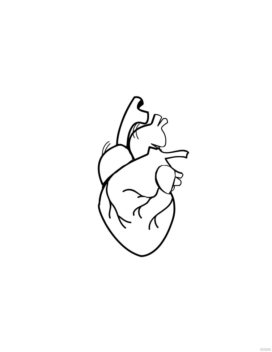 Anatomical Heart Art Black And White