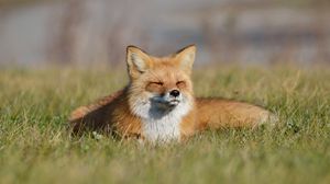 Preview wallpaper fox, grass, lie