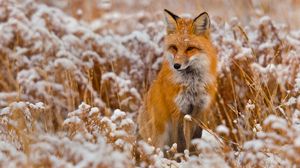 Preview wallpaper fox, grass, snow, sit, hunting