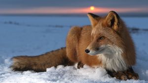 Preview wallpaper fox, snow, sky, hunting, care