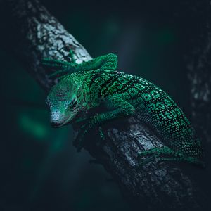 Preview wallpaper lizard, reptile, green