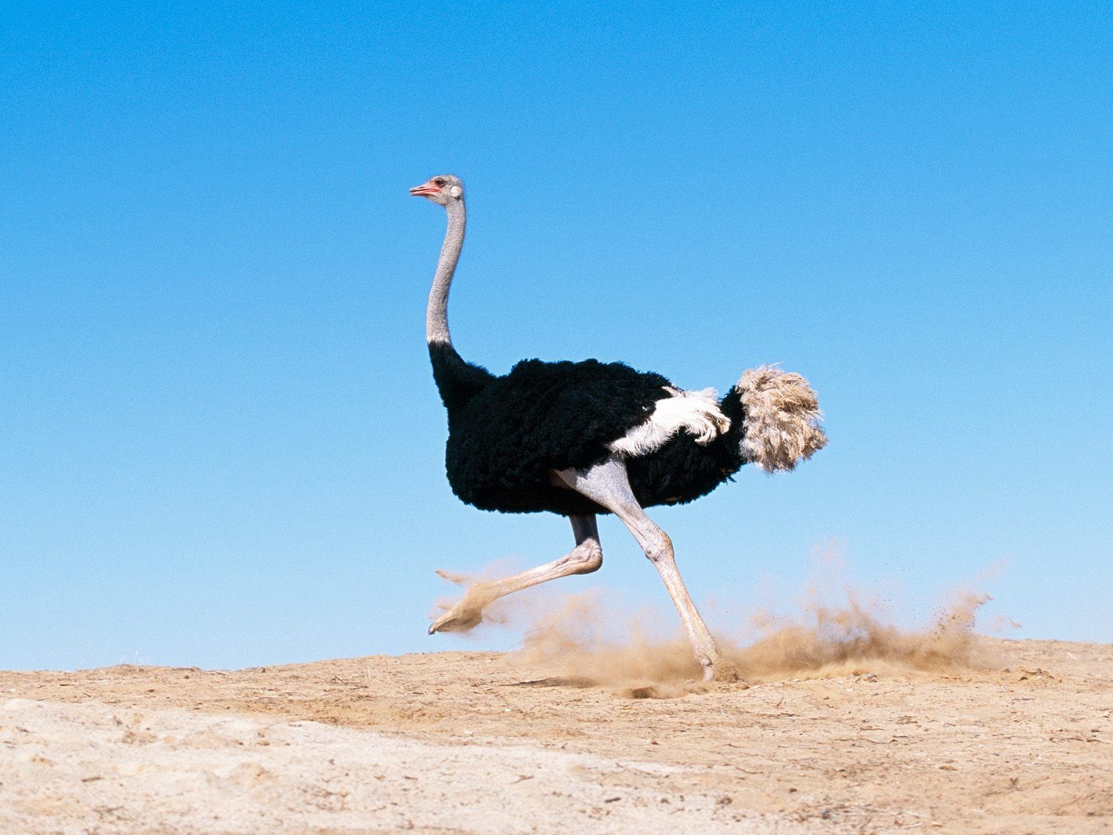 Dynamic Ostrich in HD Wallpaper