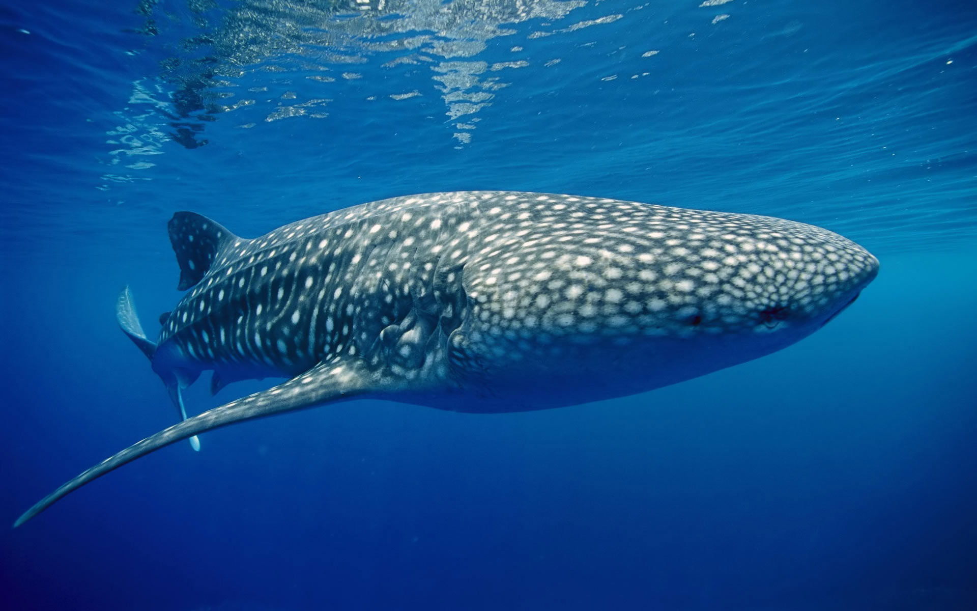 Majestic Whale Shark HD Wallpaper by patrika