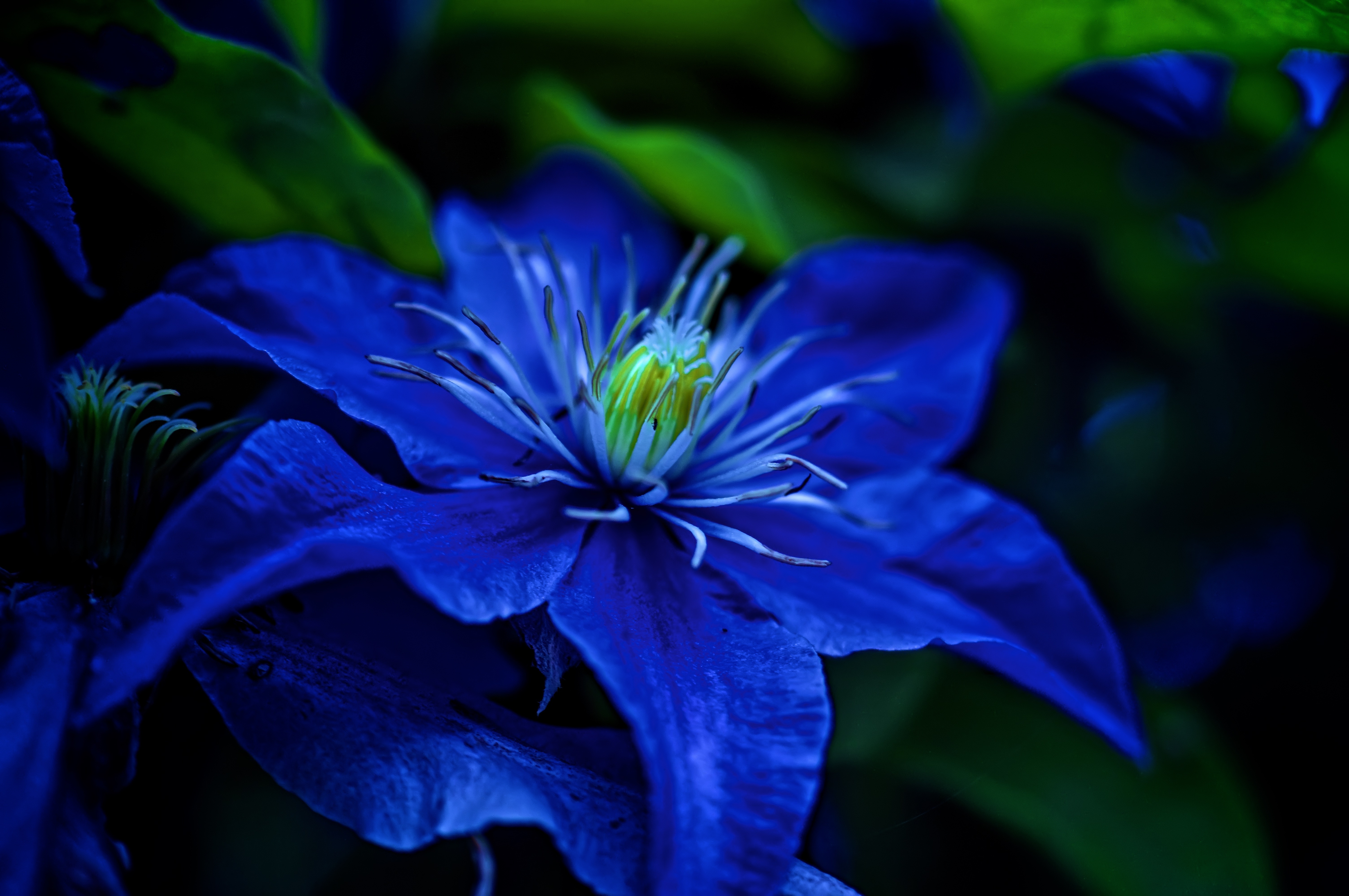 Blue Flower Wallpaper