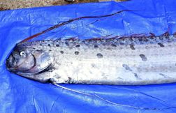 Un rare « poisson de l’apocalypse » découvert sur une plage de Californie