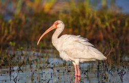 L'ibis, un oiseau au drôle de bec