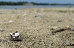 Un réseau pêche illégalement 24.000 tonnes de palourdes près de Marseille