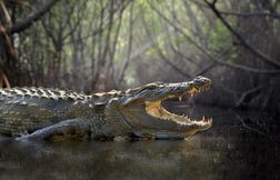 Est-il vrai que les crocodiles pleurent en mangeant ?