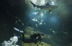 Une asso veut interdire les 200 fêtes par an à l’Aquarium de Paris