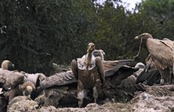 Que se passe-t-il avec les vautours dans l’Aveyron ?