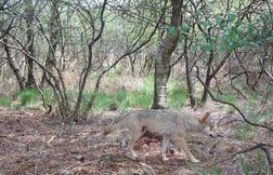 Ce département breton veut analyser la salive du loup