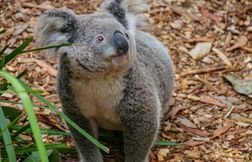 En rentrant chez eux, ils découvrent un koala dans leur chambre