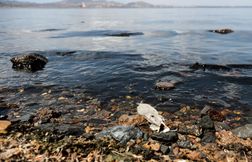 Une cinquantaine de poissons échoués sur une plage du Var inquiètent