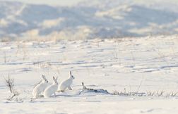 Le lièvre arctique : héros du grand Nord