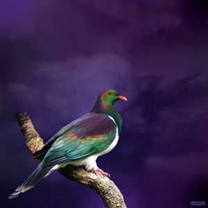 King Kereru