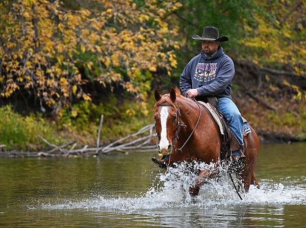 all-around-quarter-horse