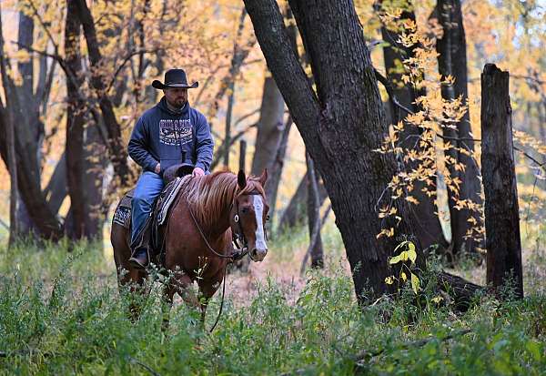 ranch-quarter-horse