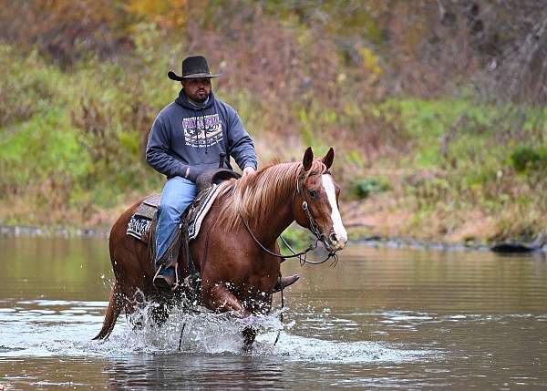 trail-quarter-horse