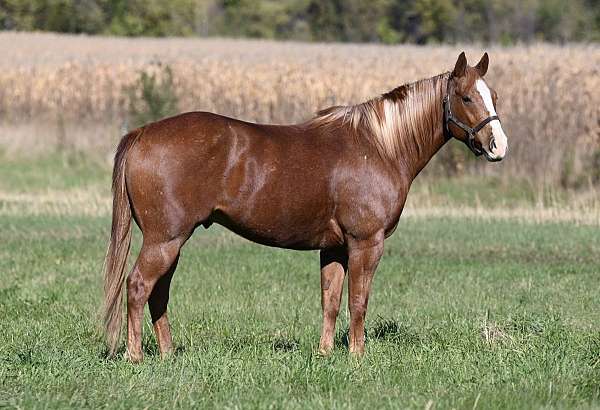 all-around-gelding