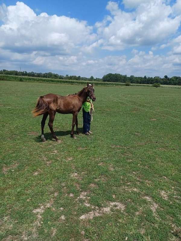 Whiskey, a Friendly, Bay, Quarter Horse/Arab Project, Started Under Saddle