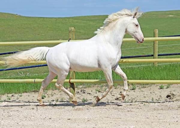 roping-appaloosa-horse