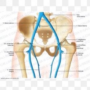 Bone Iliopectineal Line Pelvis Ligament Anatomy, PNG, 600x600px ...