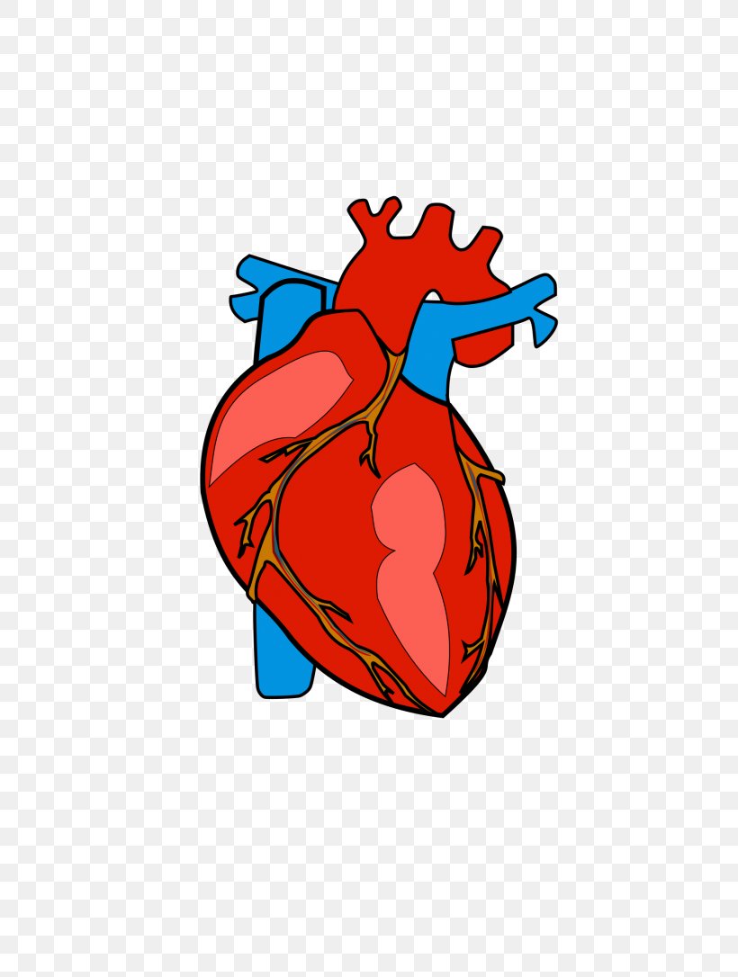 Human Heart Anatomy Organs Symbol In Cartoon Vector Image, 59% OFF