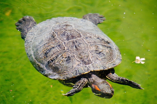 Foto grátis closeup tiro de um tipo de tartaruga deslizante de orelhas vermelhas nadando na água