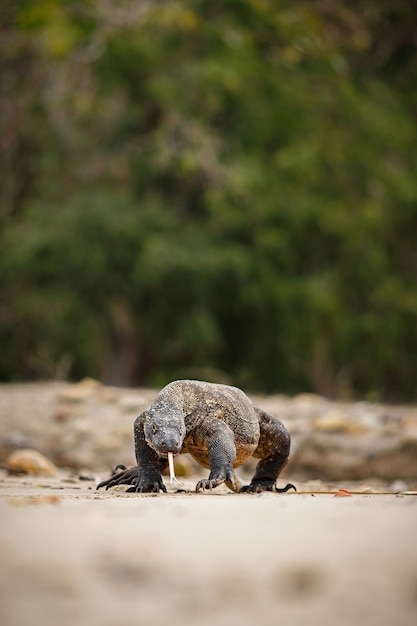 Foto grátis dragão de komodo no belo habitat natural na famosa ilha da indonésia