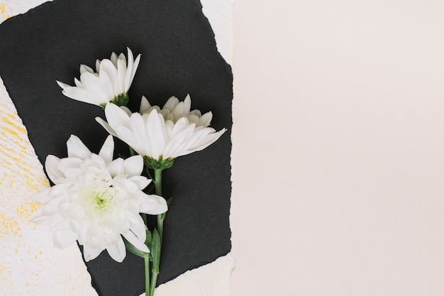 Foto grátis flores brancas na folha de papel preto