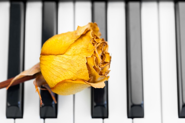 Foto grátis rosa em um piano