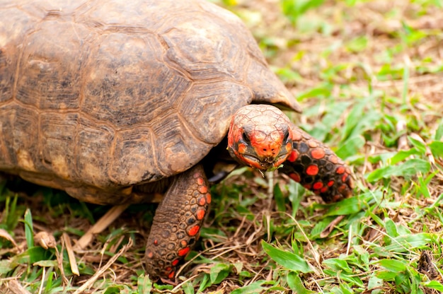 Foto linda tartaruga vermelha, jabuti-piranga (chelonoidis carbonaria) no brasil.