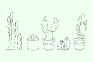 cactus drawings