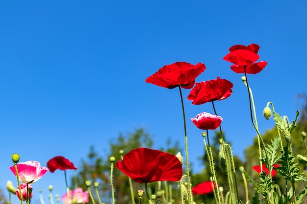 Premium Photo | Opium poppy field with blue sky at chiang mai , thailand.