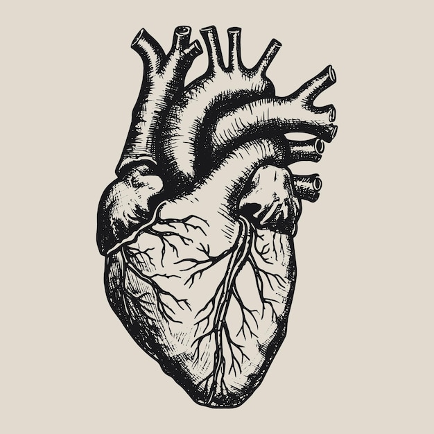 Premium Vector | Hand drawn anatomical heart