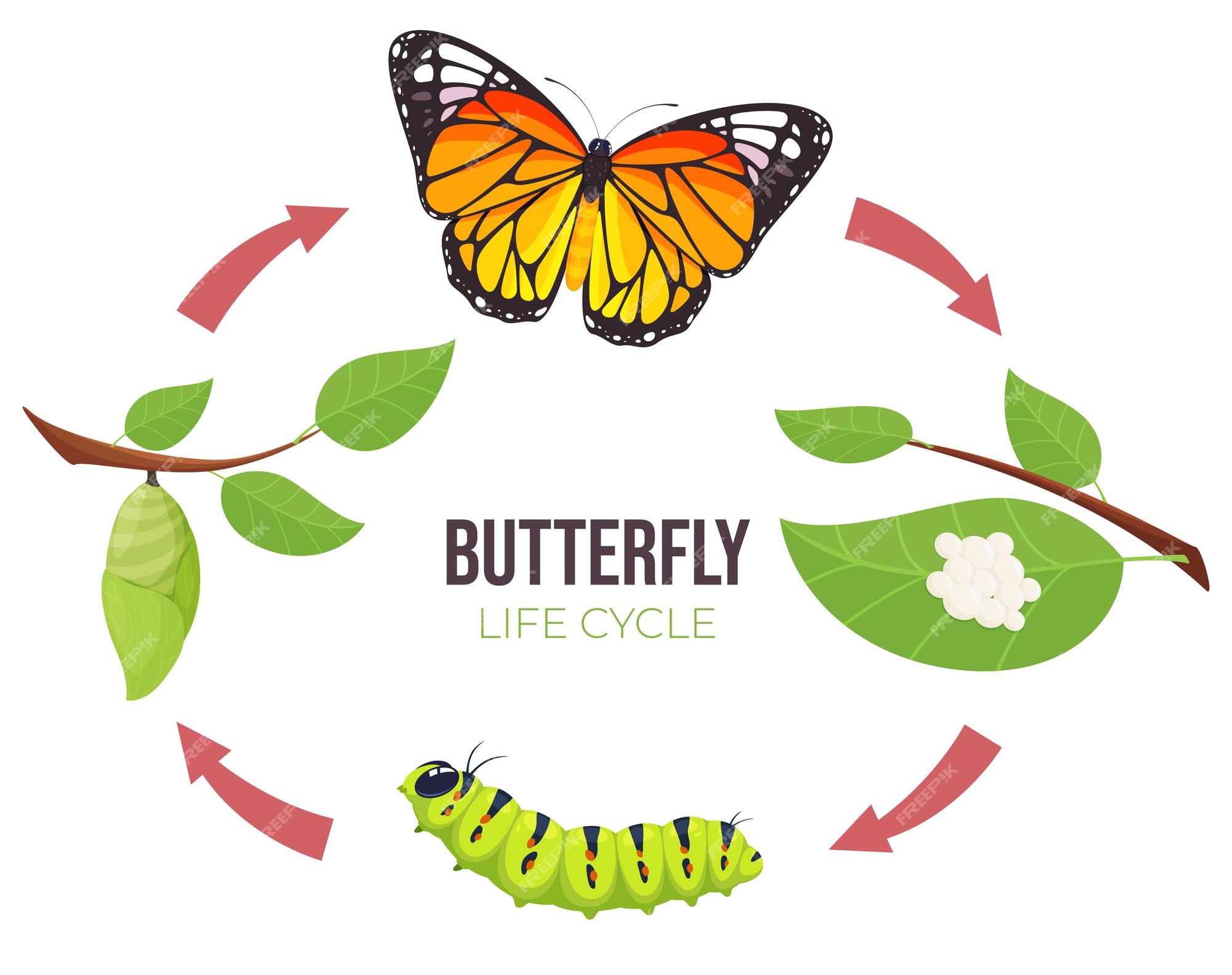 Premium Vector | Illustration of a butterfly life cycle goose and ...