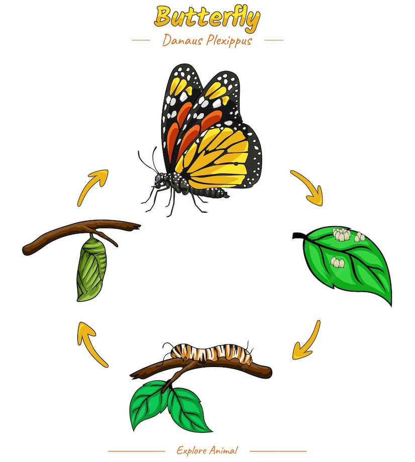 Premium Vector | Life cycle of butterfly template