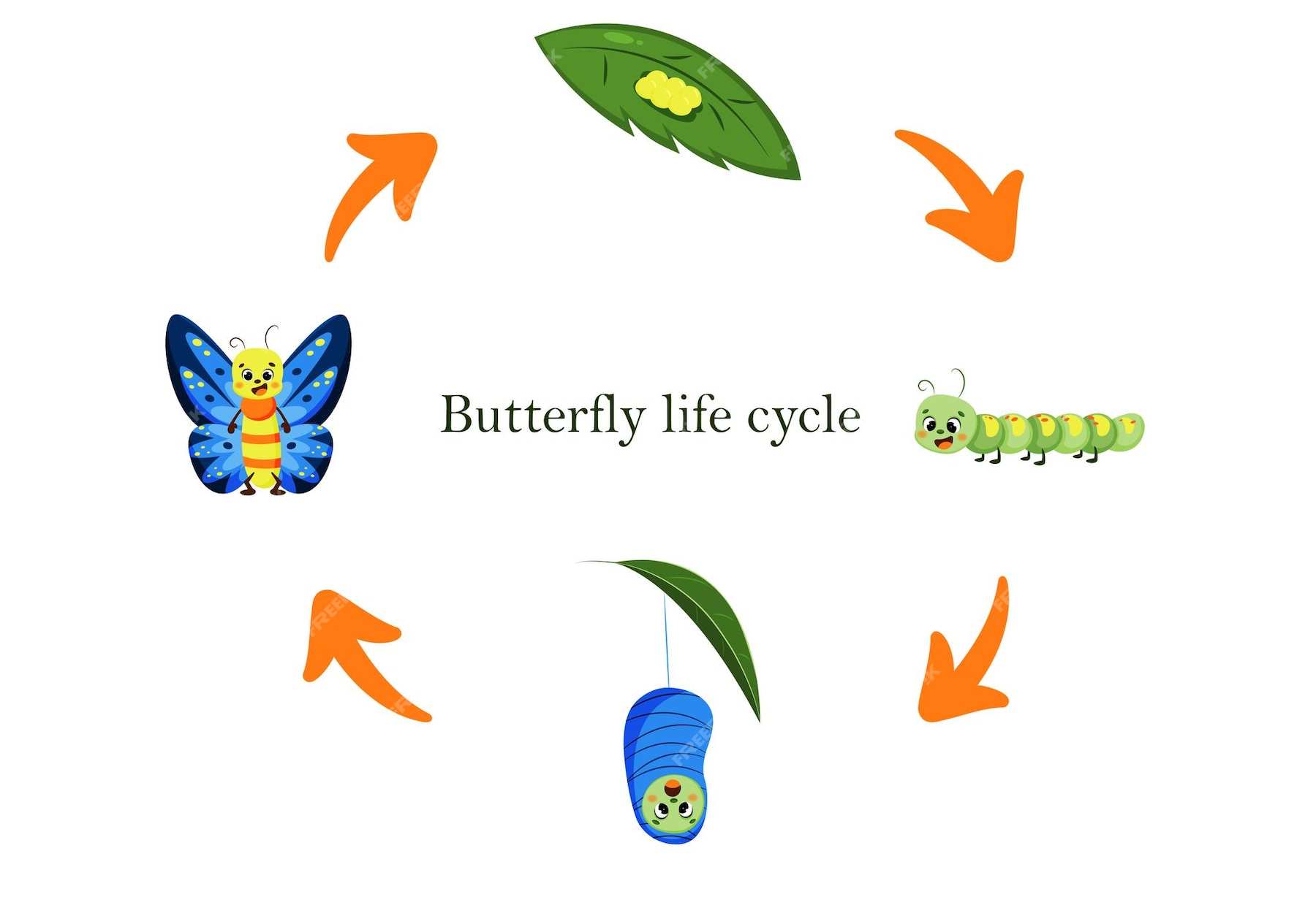 Premium Vector | Life cycle of a cartoon butterfly Metamorphoses ...